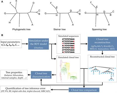 A scalable model for simulating multi-round antibody evolution and benchmarking of clonal tree reconstruction methods